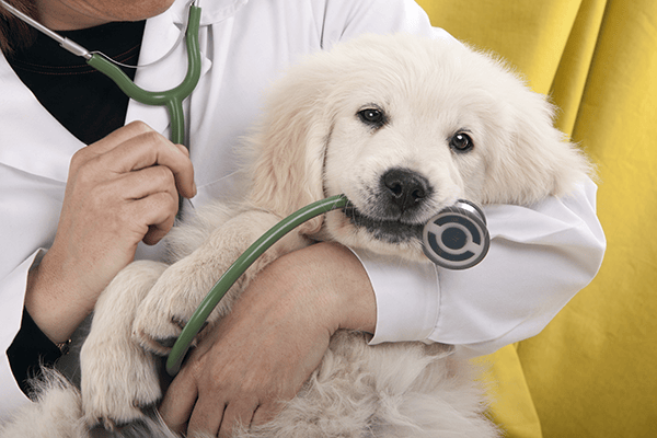 Dog Care Lindenhurst NY